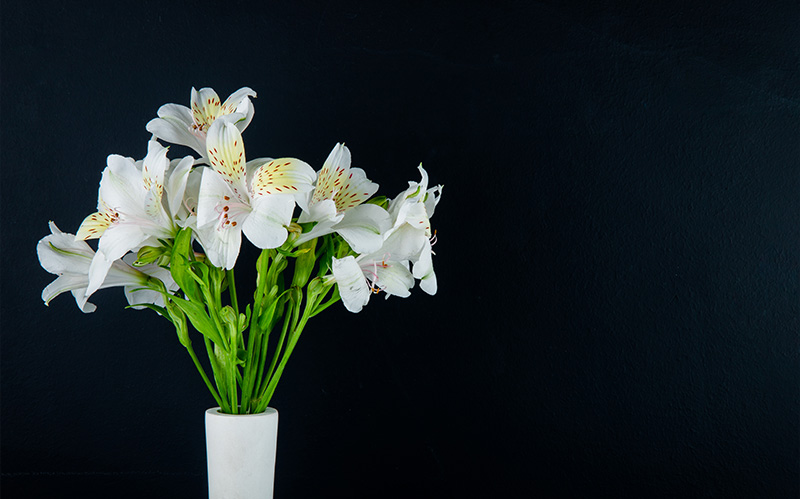 white-alstroemeria-flowers-in-a-vase-against-a-dark-background